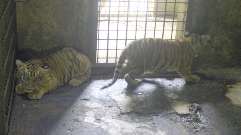 Sembara dan Rastaji, Anak Harimau Benggala Koleksi TRMS Serulingmas Terlahir di Tengah Pandemi