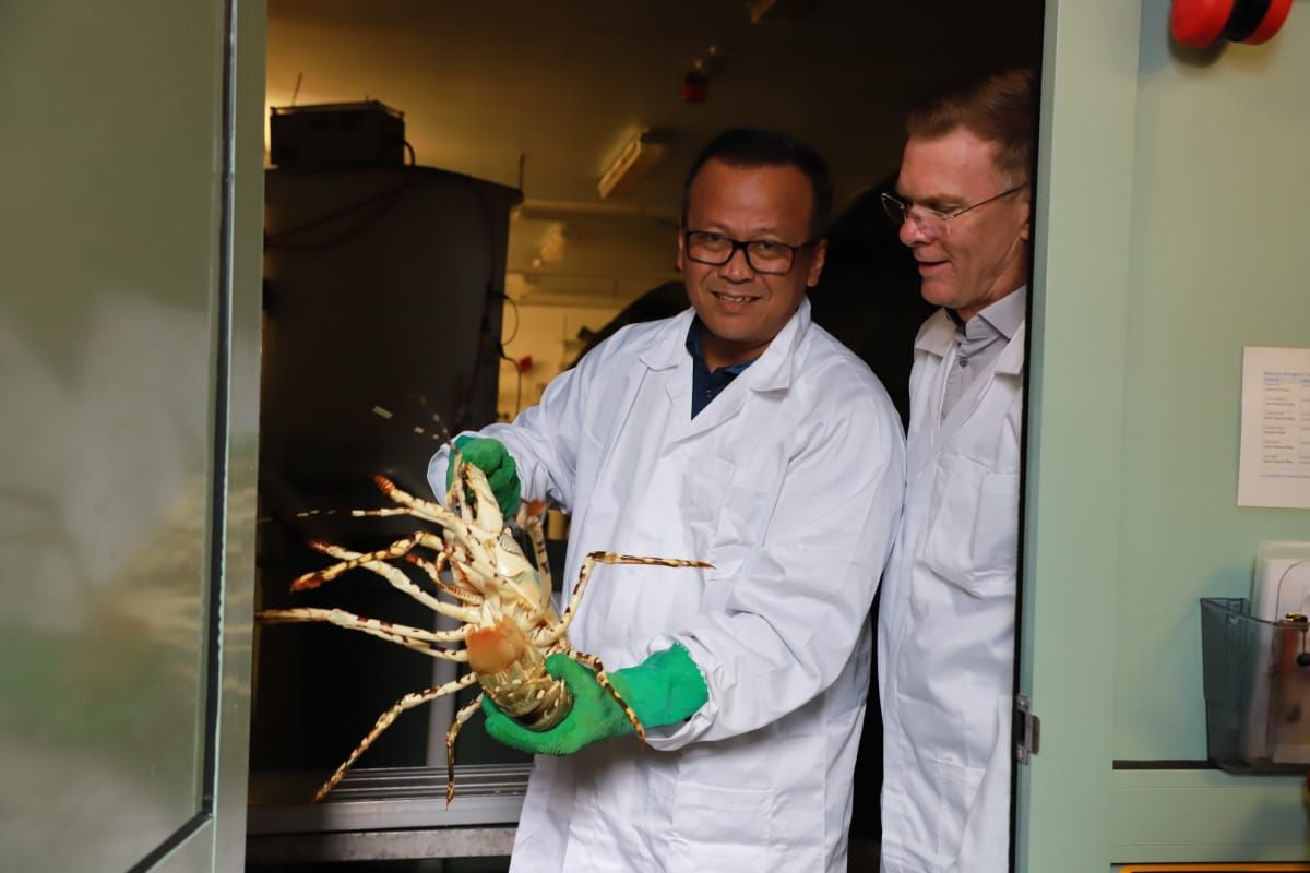 Ubah Tata Kelola Ekspor Benih Lobster