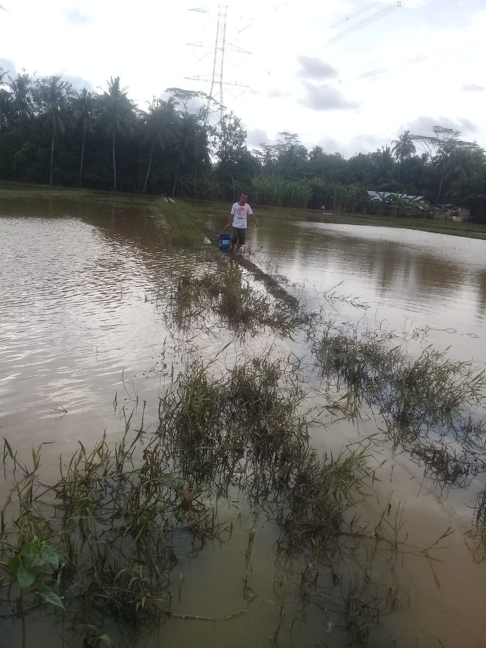 Akibat Banjir, 381 Hektare Sawah Se-Kecamatan Sumpiuh Terancam Puso