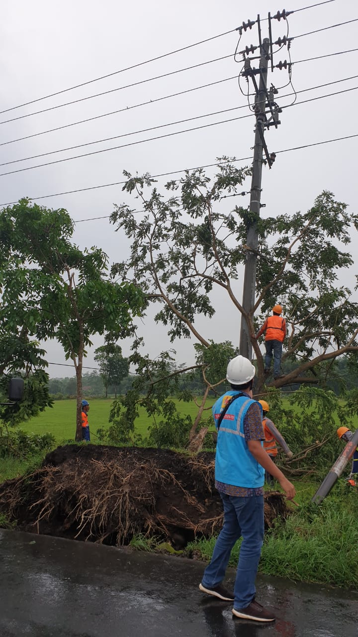 PLN Upayakan Recovery Gangguan Jaringan Akibat Pohon Tumbang