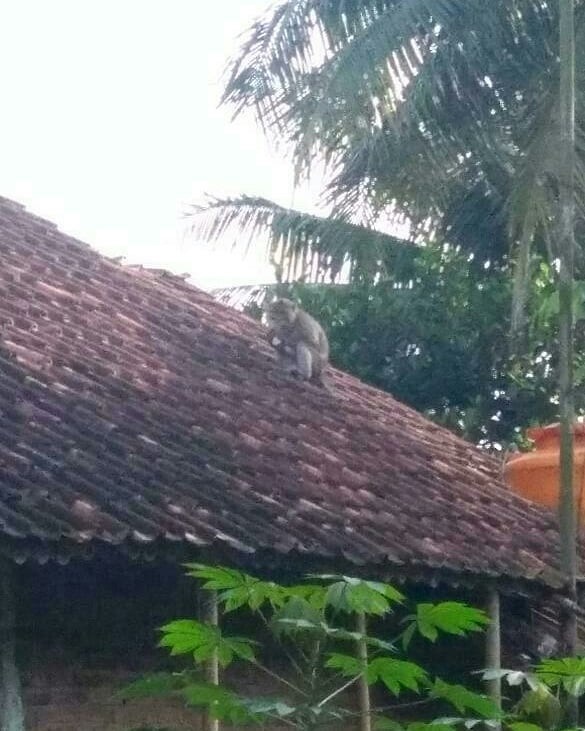 Monyet Liar Masuk ke Permukiman Penduduk di Kincang Banjarnegara