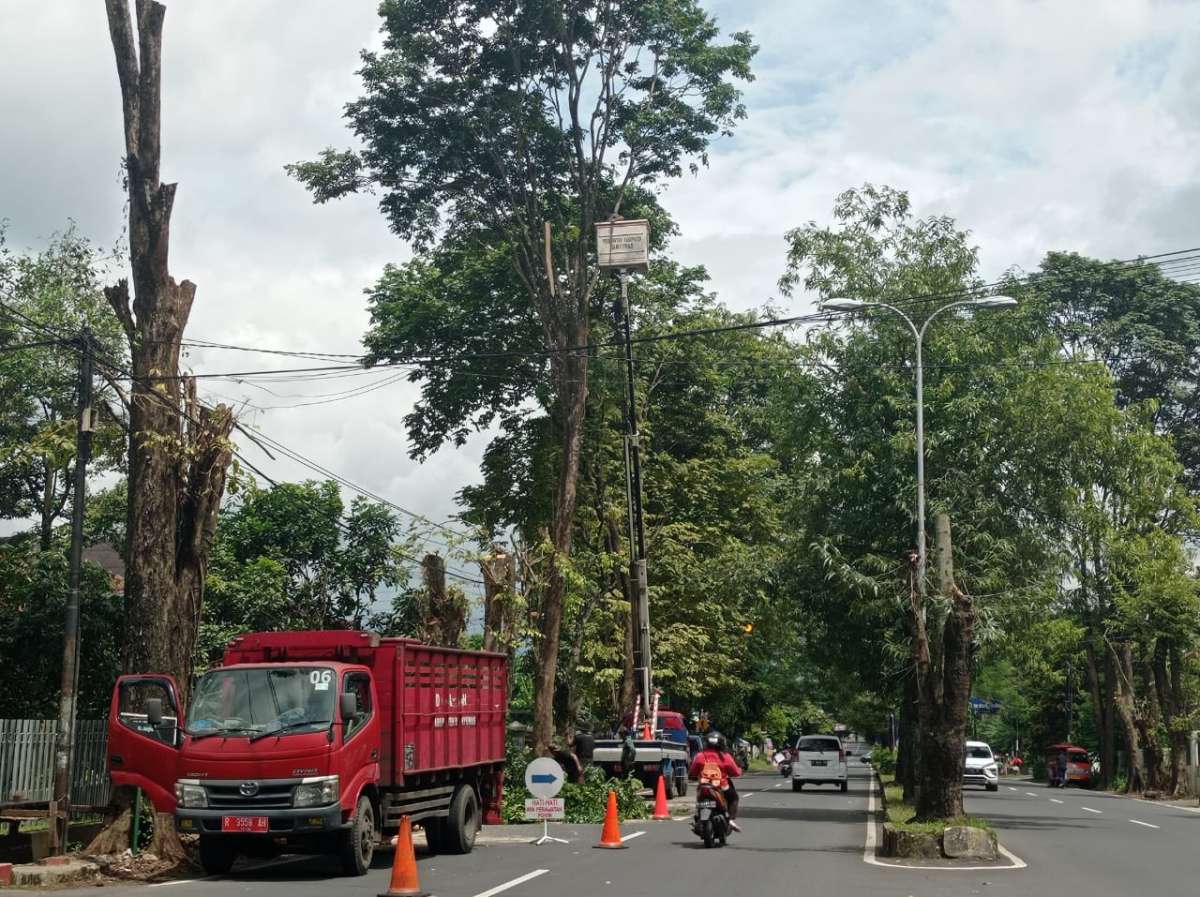 Pohon Teduh di 7 Ruas Jalan di Purwokerto Dipangkas