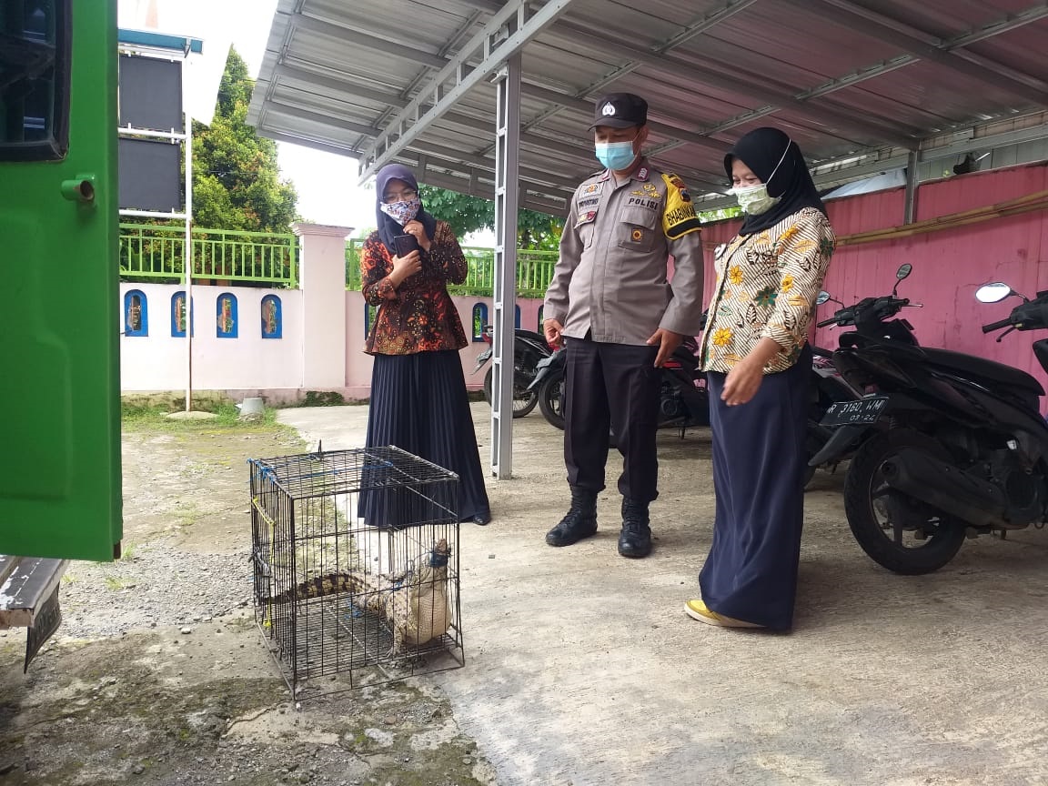 Buaya Muara Terjebak Perangkap Ikan Nelayan