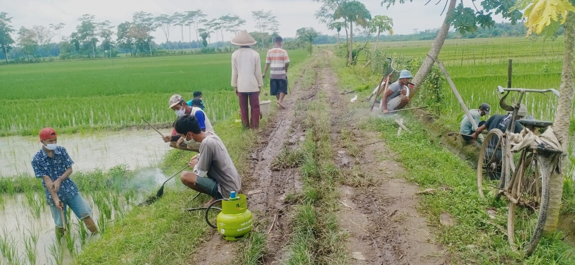 Gropyokan Tikus  Pakai Gas Melon