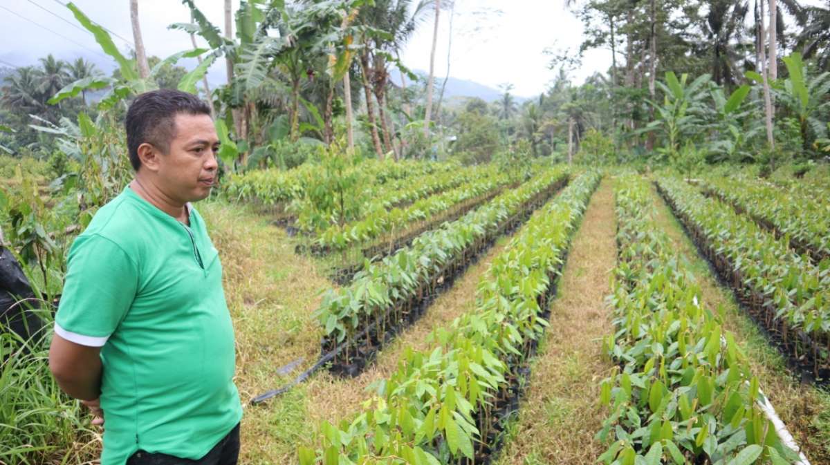 Durian Simimang Banjarnegara Tembus Pasar Luar Jawa