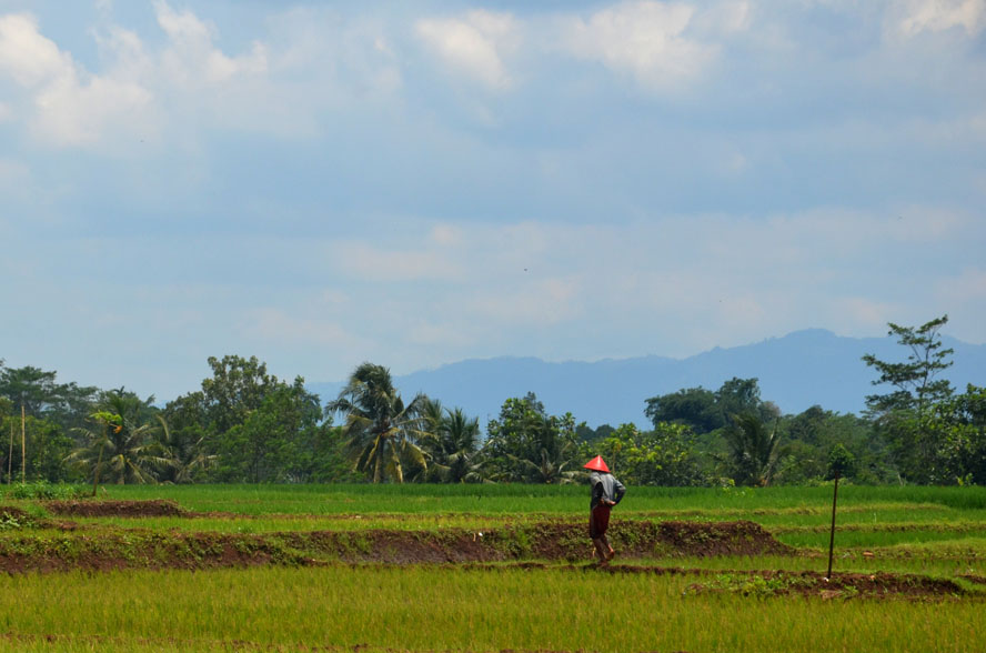 Petani Buru Pupuk Subsidi Jelang Kartu Tani Dinolkan