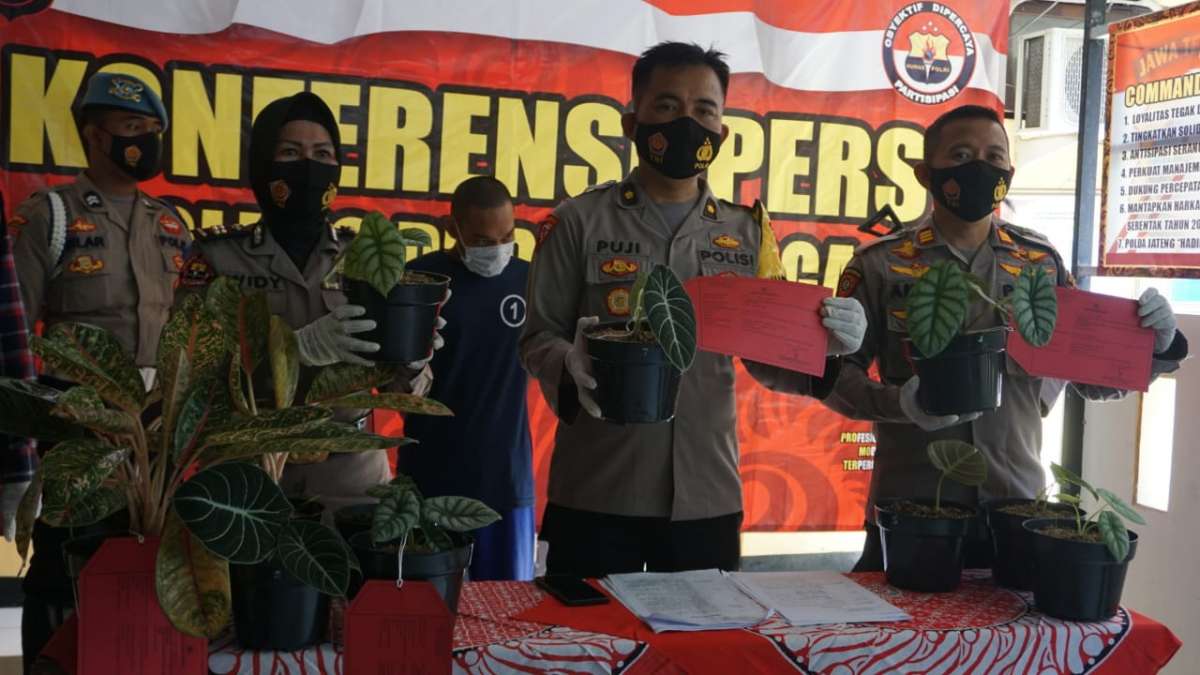 Booming Tanaman Hias Alocasia Hingga Rp 2,85 Juta, Tapi Malah Raib Dimaling Penjual Sayur Keliling