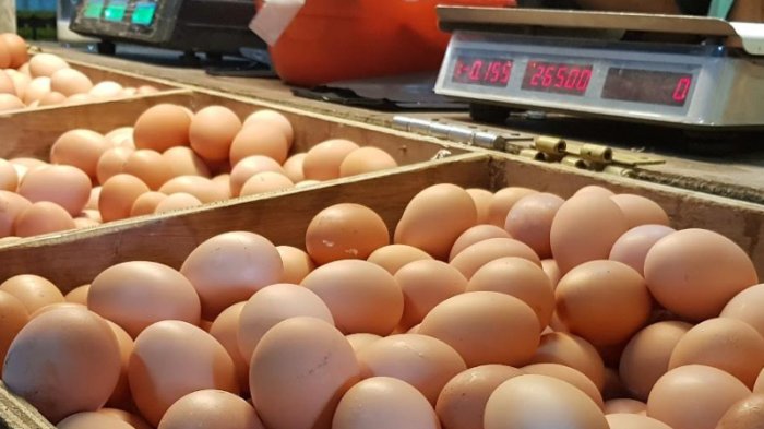 Peternak Menjerit Harga Telur Ayam Rp16 Ribu per Kg