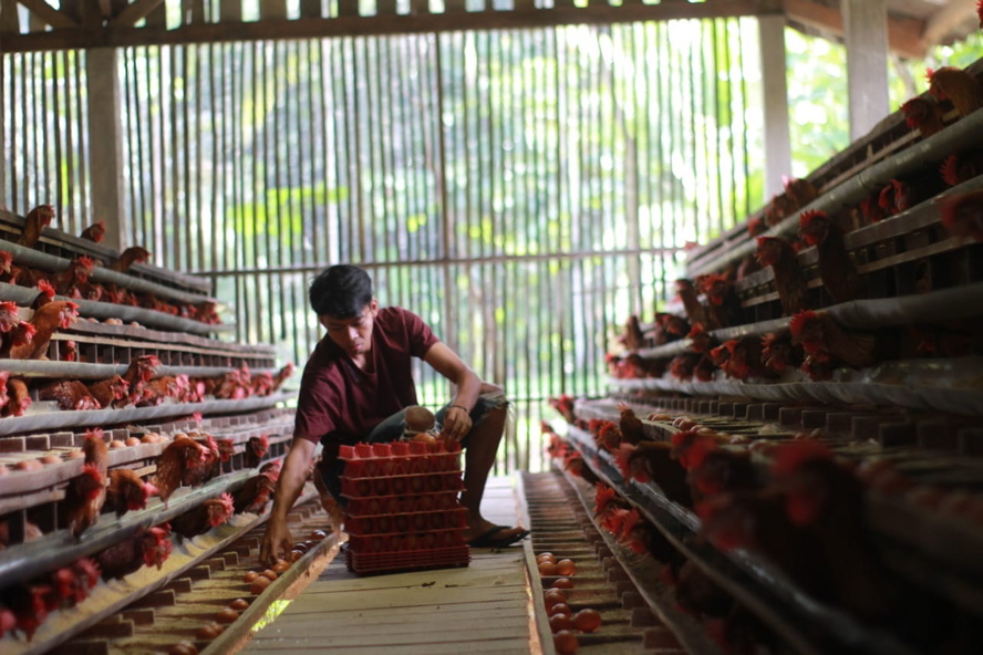 Harga Telur Ayam Makin Merosot di Purbalingga, Dari Kandang Hanya Rp 17 Ribu/Kg