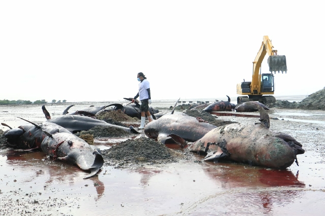 51 Paus Mati Terdampar, Dikuburkan Pakai Dua Eskavator