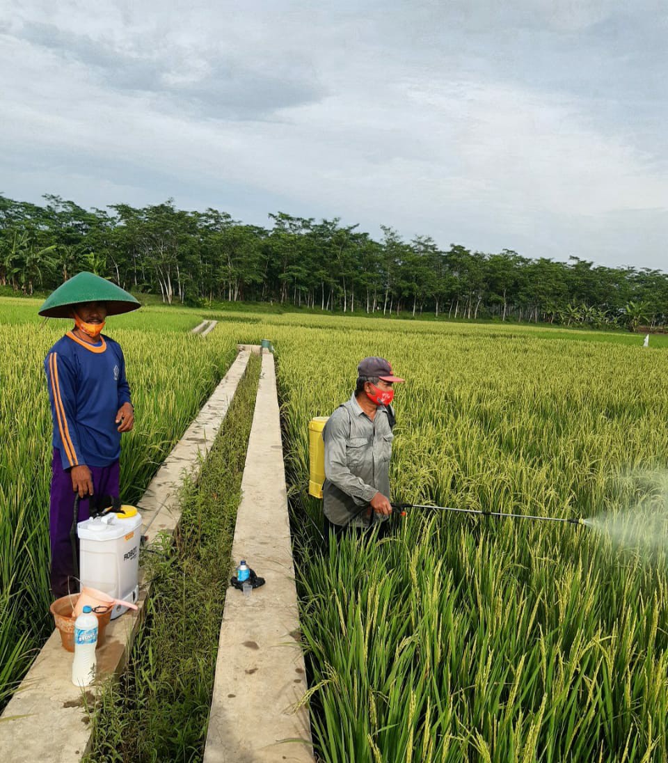 Populasi Walang Sangit Lebih dari 100 Ha di Sumpiuh