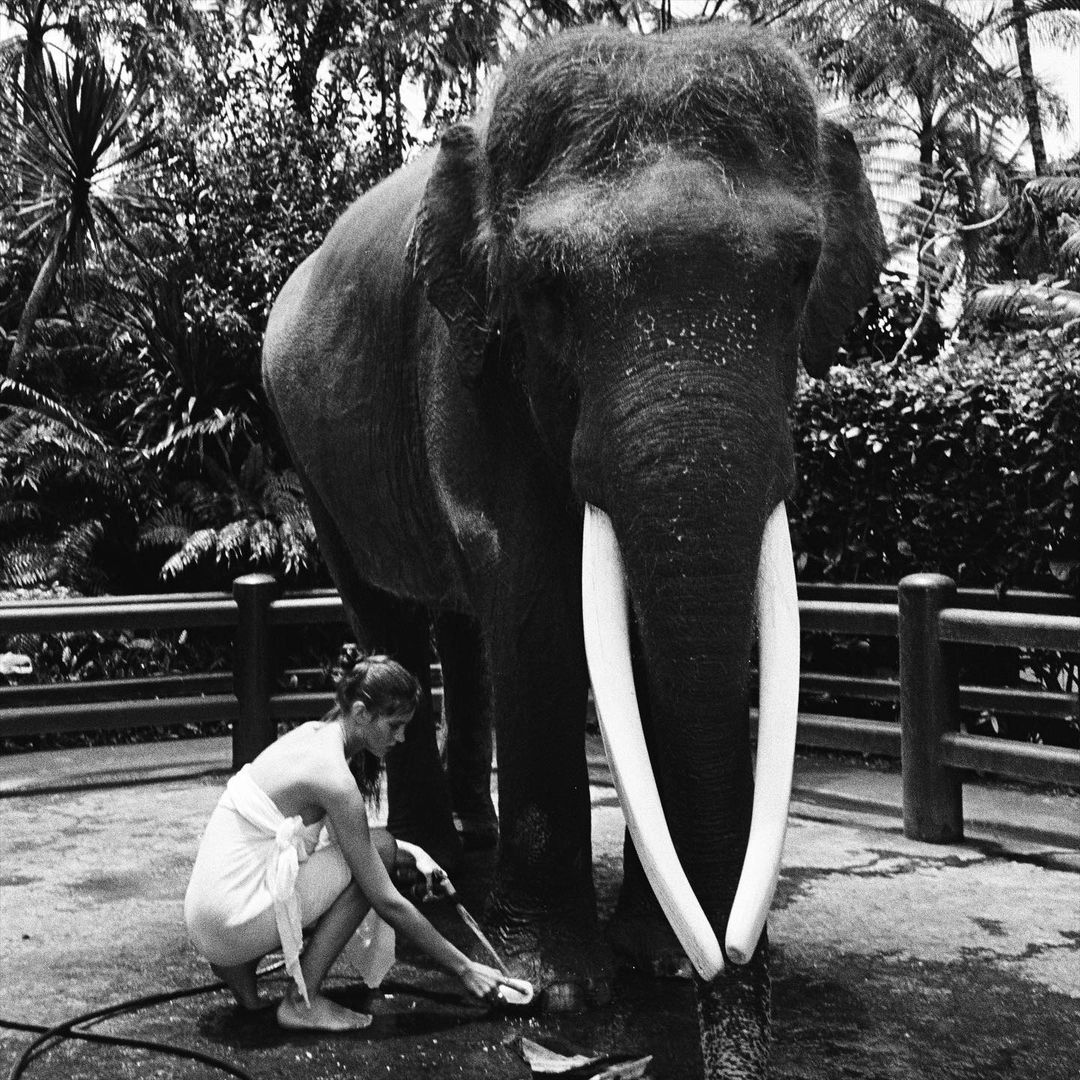 Pose Tanpa Busana di Atas Gajah, Model Asal Rusia Diperiksa Polda Bali