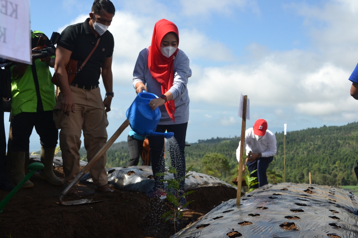 10 Ribu Bibit Kopi Arabica Ditanam di Karangreja, Lahan Pertanian Sayur Mulai Dikonservasi dengan Kopi