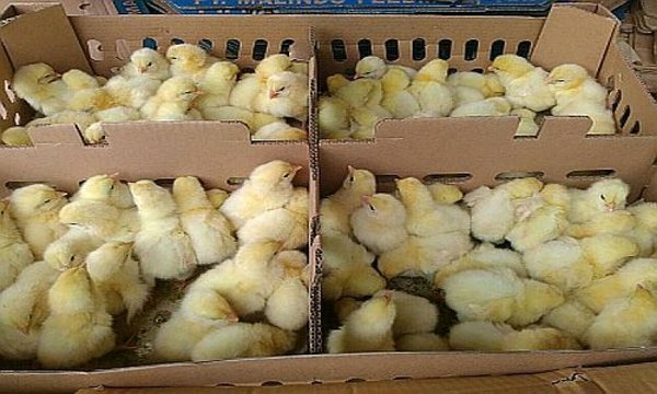 Diduga Ada Praktik Kartel Ayam dan Monopoli Bibit, Rugi Rp 5,4 Triliun, Peternak Lapor ke KPPU