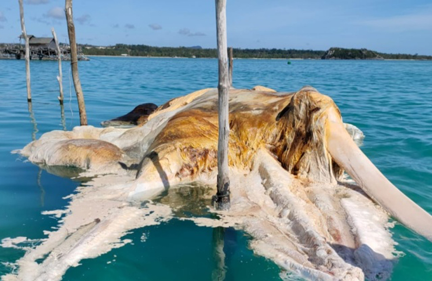 Bangkai Hewan Misterius, Sempat Dikira Gajah Mina di Laut Natuna Utara Kepulauan Riau, Ternyata Paus Baleen