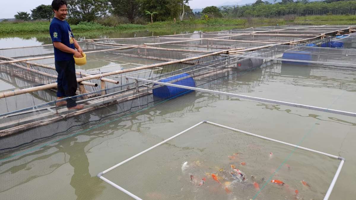 Lebih Menguntungkan, Petani Ikan di Waduk Mrica Beralih Pelihara Koi, Hingga Miliki 16 Kolam