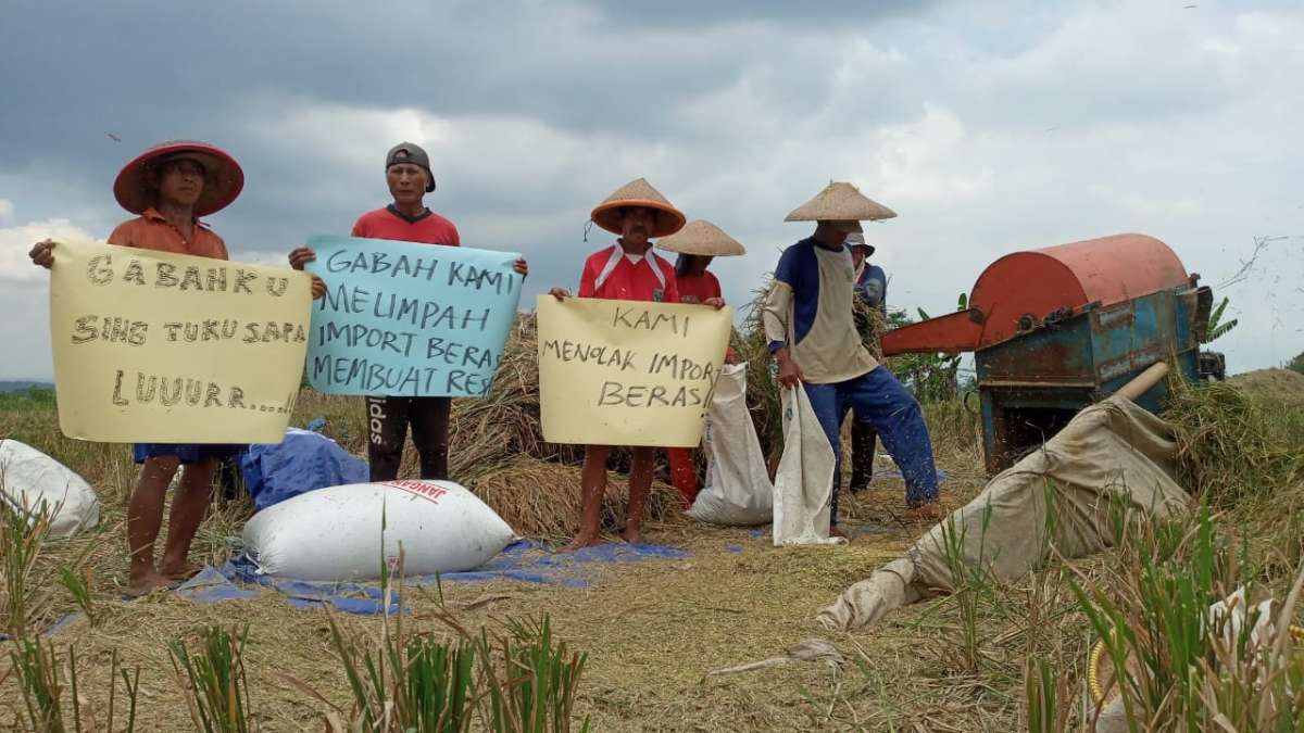 Petani di Purbalingga Protes Rencana Impor Beras, Pemilik Penggilingan dan Petani “Menjerit”, Beras Sulit Ters