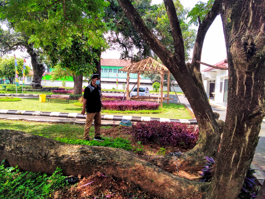 Pohon Trembesi Tua Tumbang di Perkantoran Banyumas Malah Jadi Spot Unik Wisata