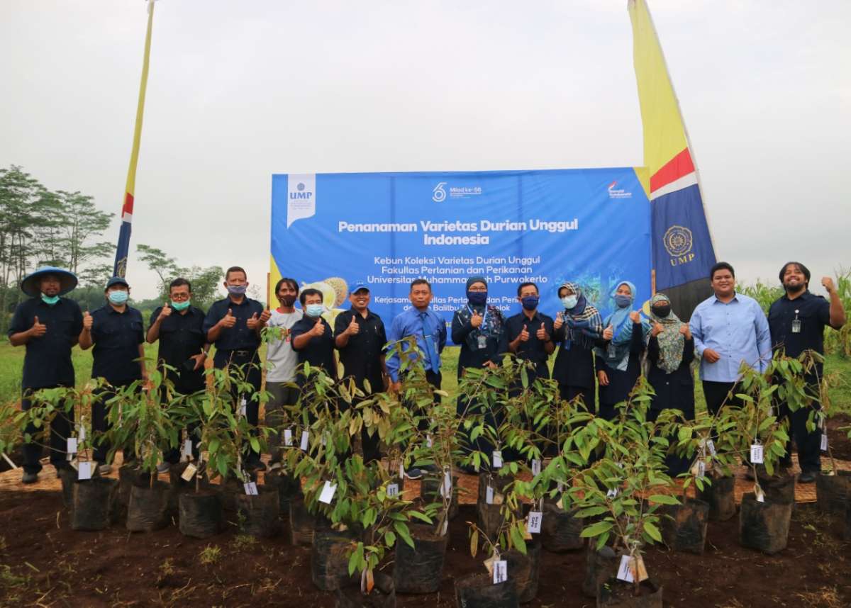 UMP Miliki 23 Durian Unggul di Seluruh Indonesia