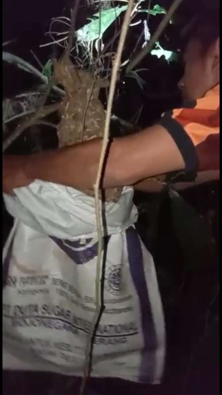 Wow, Warga Karanggedang Sumpiuh Eksekusi Sarang Tawon Tanpa APD