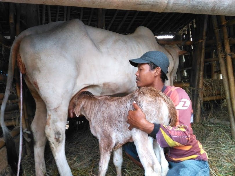 Kawin Suntik Tahun 2020 di Purbalingga, Populasi Sapi Hingga 2.203 Ekor