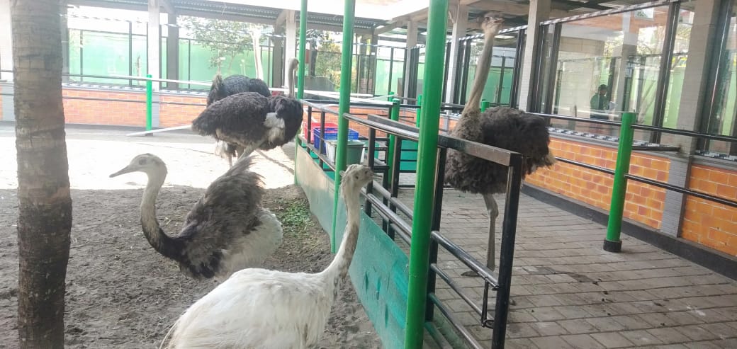 Lebaran, Purbasari Hadirkan Wahana Burung Raksasa