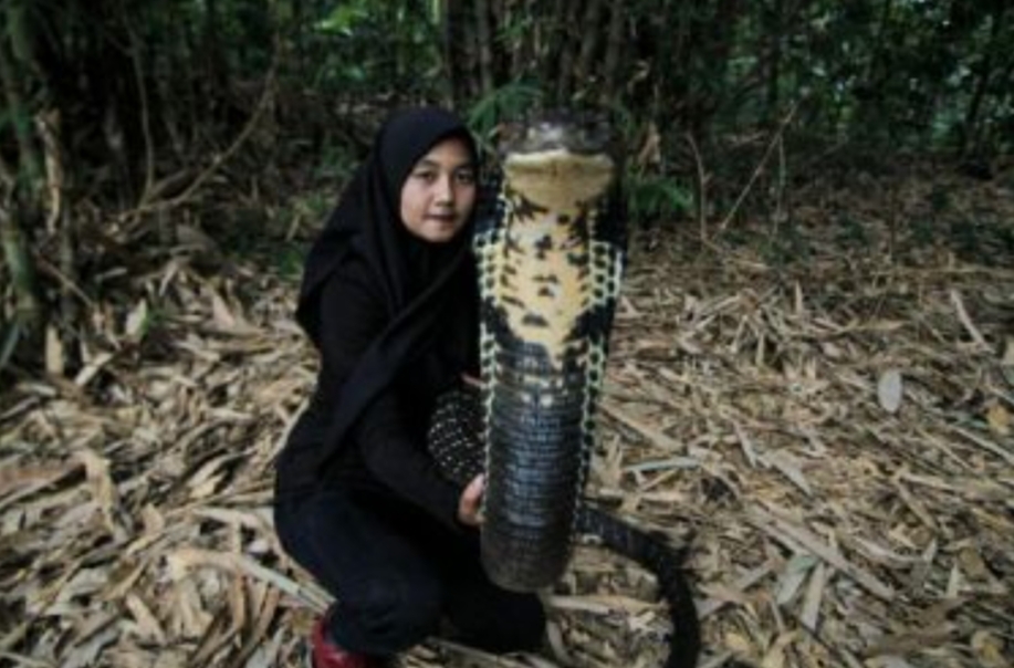 Viral di TikTok, Gadis Bandung Sudah 2 Tahun Bersama King Kobra, Kini Panjang Ular Sudah 4 Meter