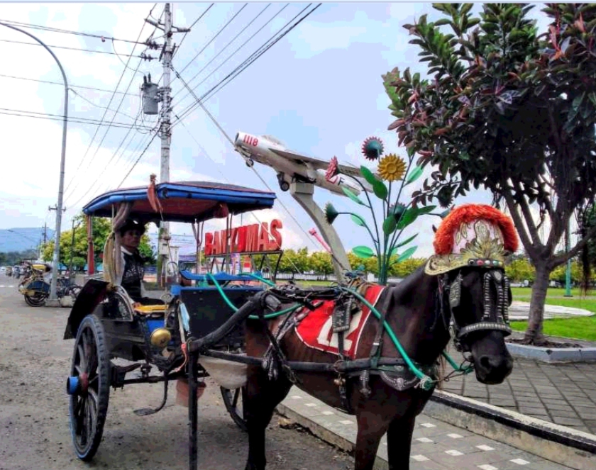 Delman Wisata Diberi Ruang di Kota Lama Banyumas, Kini Pengelola Kesulitan Cari Kusir Lokal