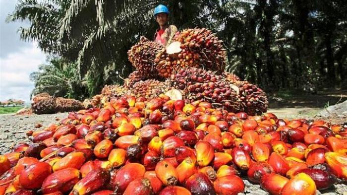 Harga Minyak Goreng Naik, Kementan: Karena Bahan Baku Crude Palm Oil Naik