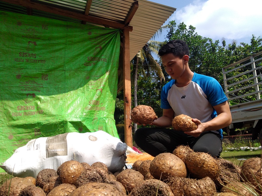 Porang Masih Belum Diminati Petani di Banyumas