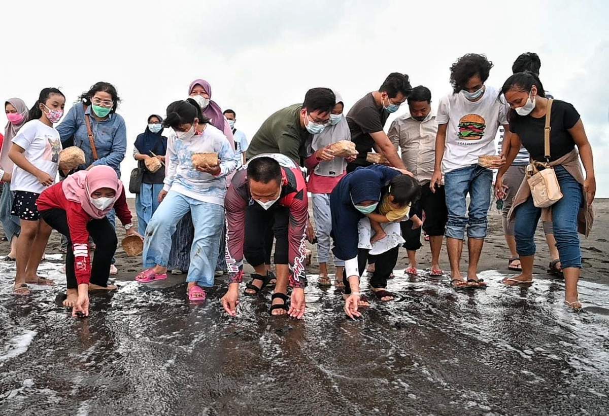 Puluhan Ekor Tukik Dilepaskan di Wilayah Konservasi Penyu Kebumen, Kali Buntu Disiapkan Jadi Wisata Internasio