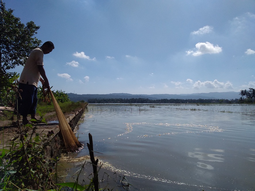 220 Hektare Tanaman Padi Mati, Pencari Ikan Lalu Tebar Jala di Sawah