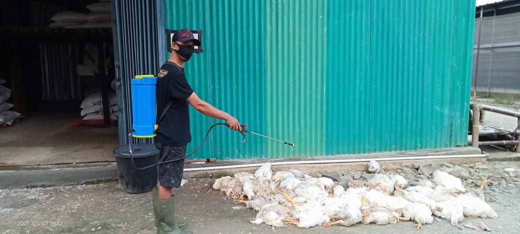 Dampak PPKM Makin Nyata, Panen Ayam Molor, Operasional Bengkak, Serapan Pasar Drop, Peternak Rugi Ratusan Juta