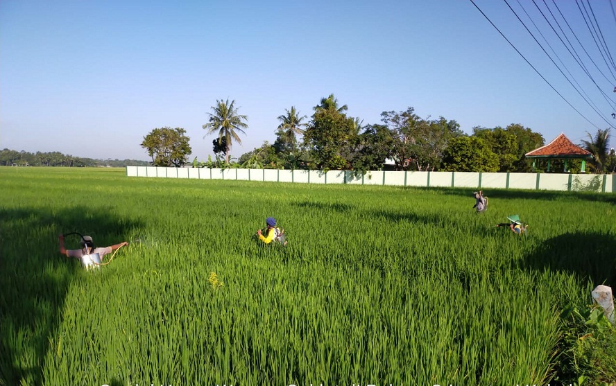 27 Hektare Sawah Diserang Wereng di Sumpiuh dan Tambak