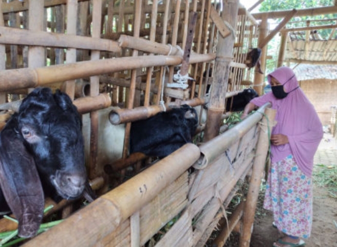 Penjualan Kambing Baru 60 Persen, H-7 Jelang Idul Adha