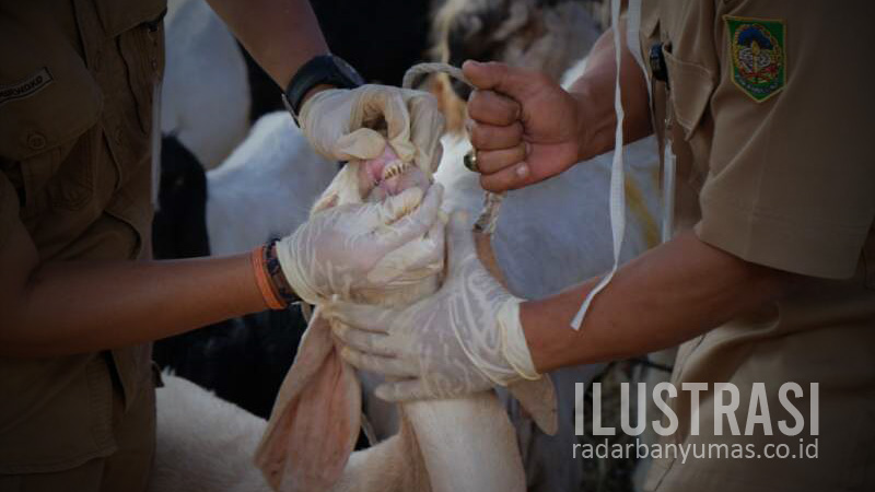 Ratusan Sapi dan Kambing Kurban di Banyumas Ditemukan Mengandung Cacing Hati