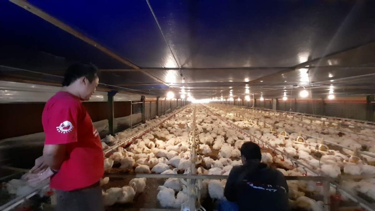 Omzet Pedagang Ayam Turun