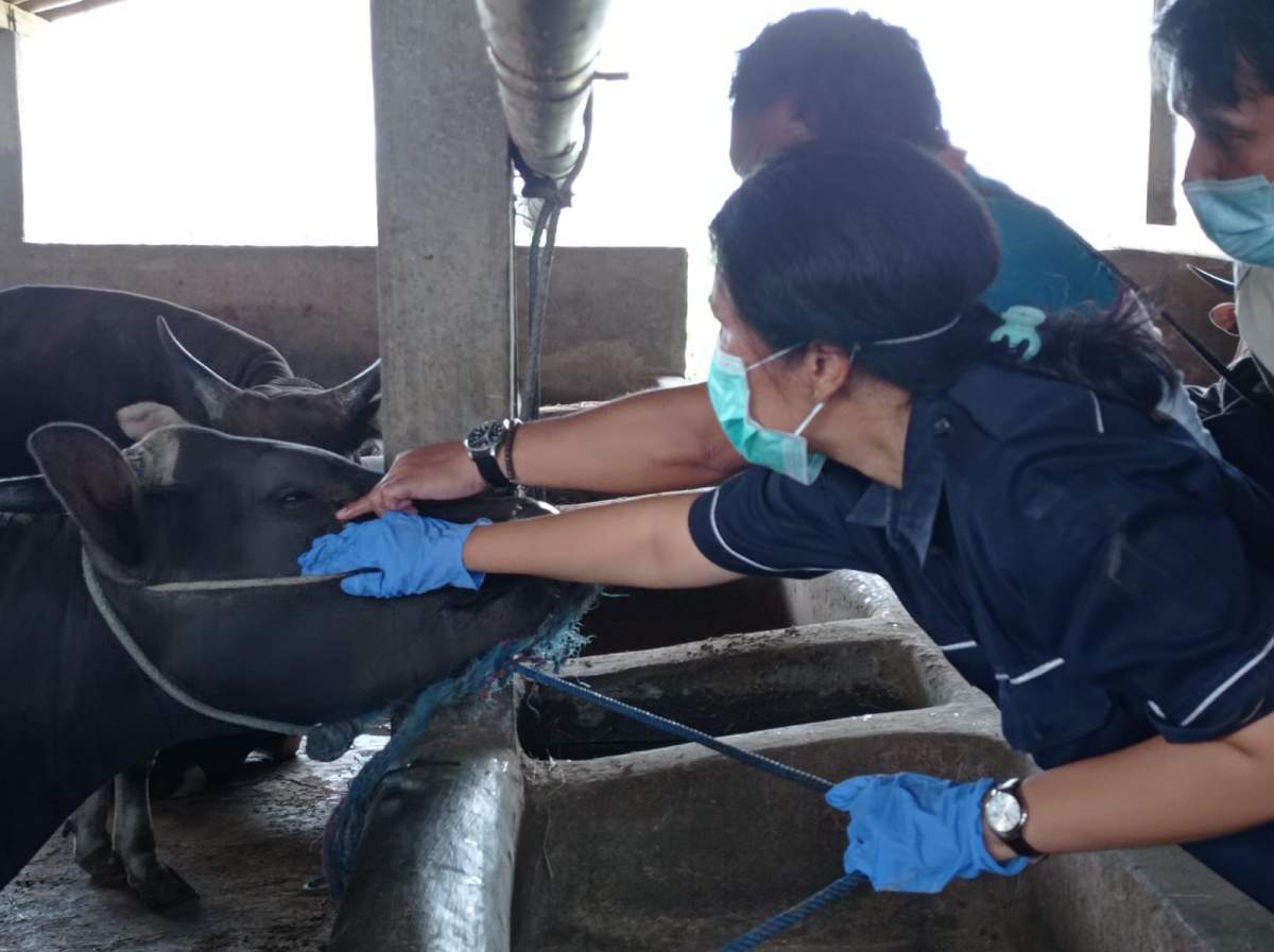 Periksa Kesehatan Hewan Kurban, 1 Sapi Ditemukan Alami Pnemonia