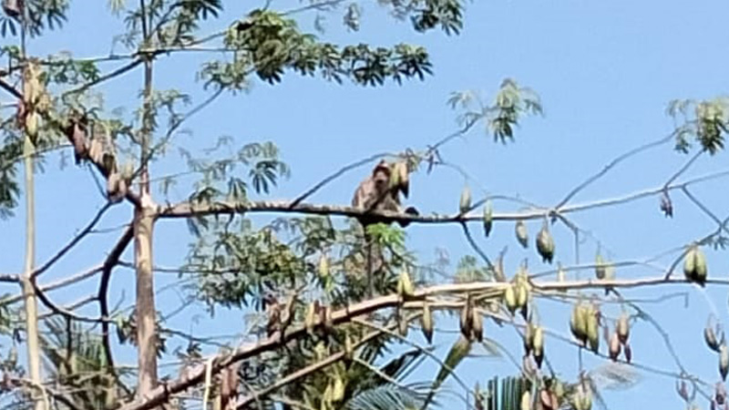 Beruk Liar Resahkan Warga di Sumpiuh