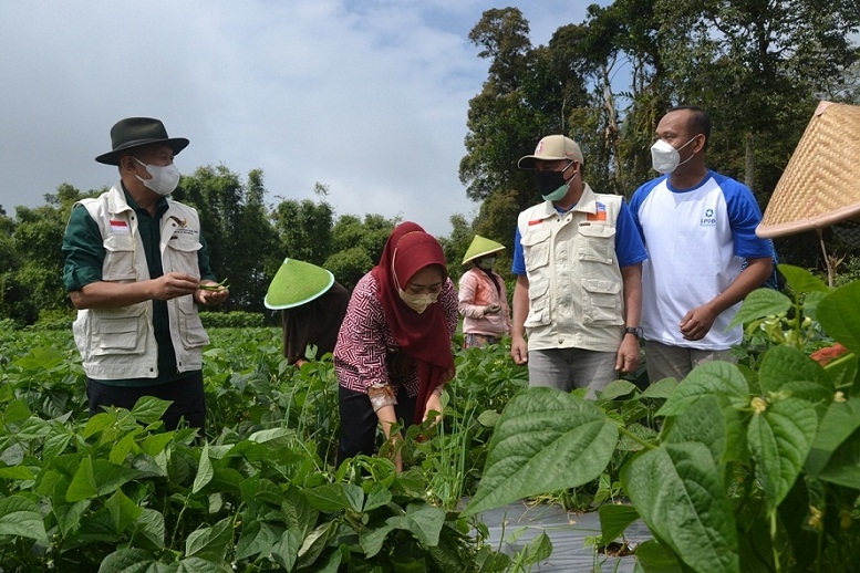 Dari Kutabawa Purbalingga, Buncis Jenis Kenya Diekspor dan Beredar di Singapura, Permintaan Capai 750 Kg Per H