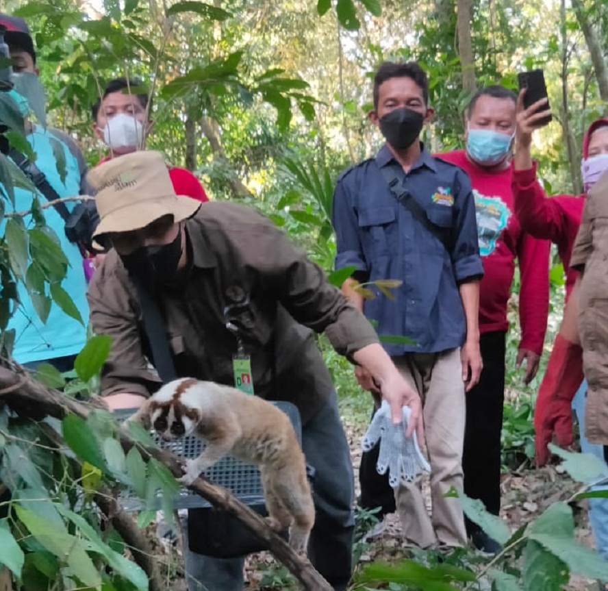 Enam Kukang Jawa dari Serulingmas Dilepasliarkan