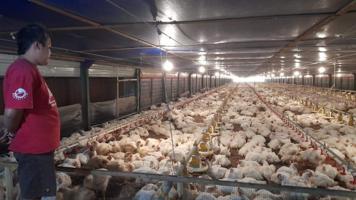 Pancaroba, Kematian Ayam Meningkat di Banjarnegara