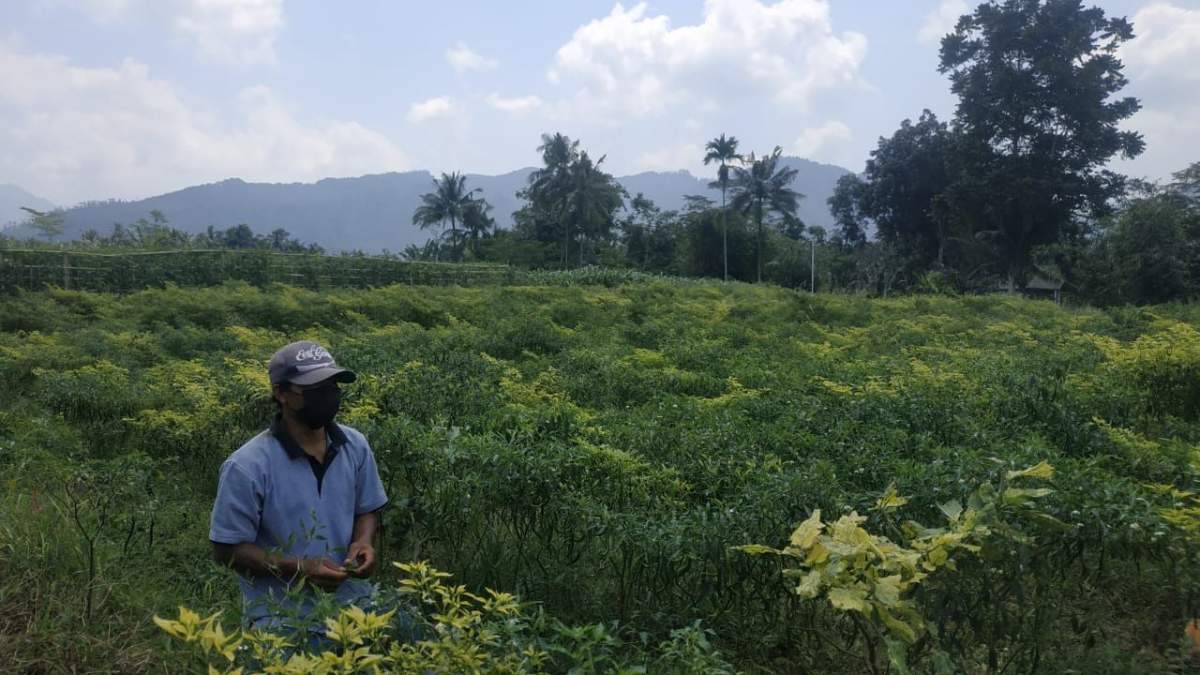 Petani Biarkan Tanaman Cabai Membusuk Di Pohon, Kecewa Harga Turun Drastis