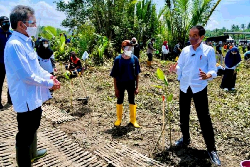 Jokowi Tanam Mangrove di Cilacap, Jadikan Laguna Segara Anakan Pusat Pengembangan Mangrove Nasional