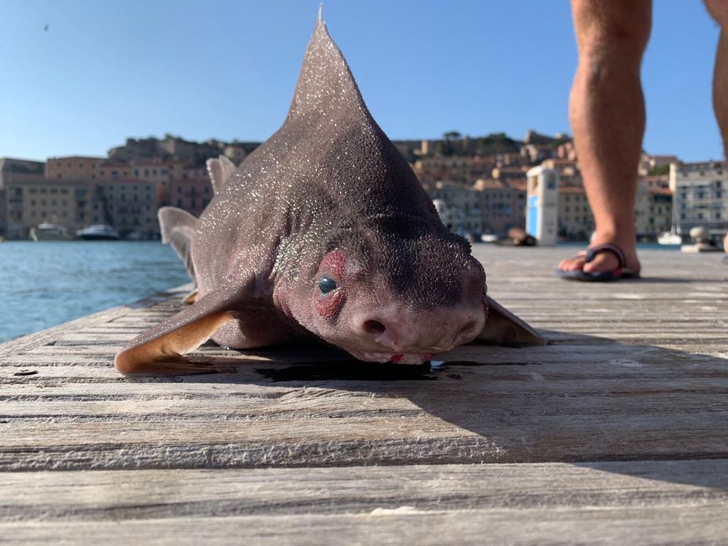 Ikan Hiu Unik Berwajah Mirip Babi Ditemukan di Laut Italia