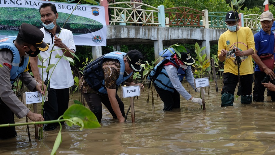 50 Ribu Mangrove Ditanam di Pantai