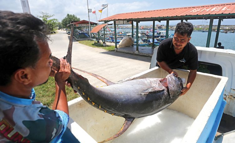 Di Pangandaran Melihat Kegigihan Nelayan Pertahankan Orientasi Ekspor, Perlakuan Istimewa untuk Ikan Bahan Sup