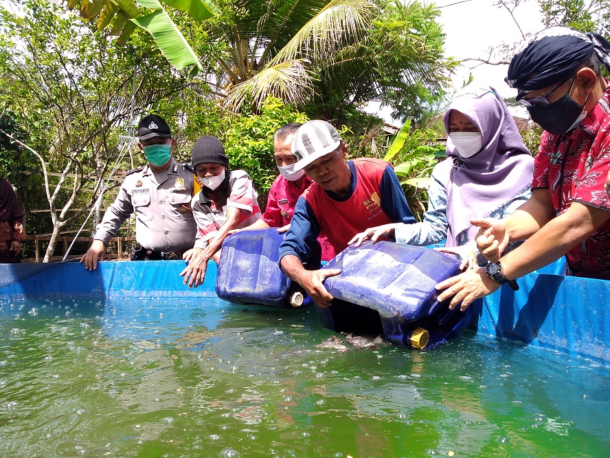 Kelompok Budidaya di Kedunggede Diberi 5000 Bibit Gurameh, Khawatir Pepet Putih