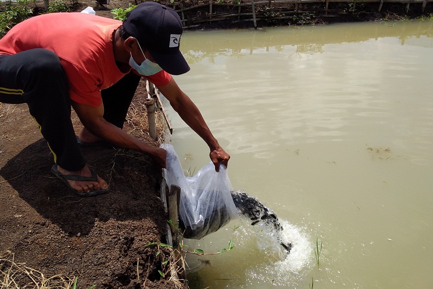 Diberi Hibah Modal Ikan Air Tawar di Sumpiuh, Warga Menolak, Takut Gagal dan Disuruh Mengembalikan