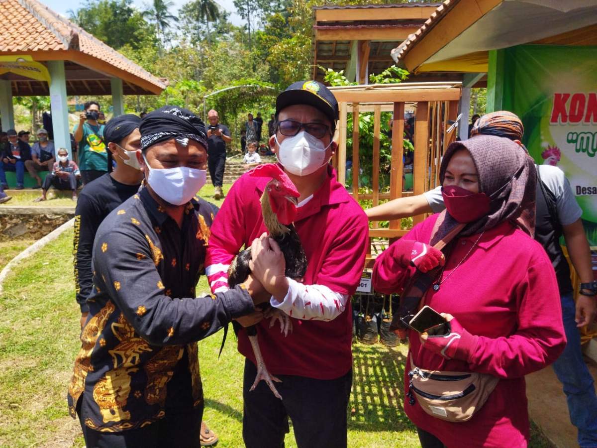 Dorong Potensi Peternakan, Lewat Kontes Ayam Pelung